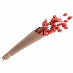 Getrocknetes Phalaris-Kanariengras Rosa 35g 60 cm lang Deko Hochzeit Geburtstag Blumen-Deko Garten-Party Vintage Blumengebinde Trockenfloristik Tisch-Deko Basteln 