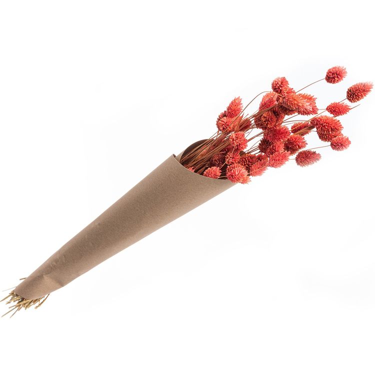 Getrocknetes Phalaris Kanariengras 60-64 cm lang Deko Hochzeit Blumen-Deko Getrocknetes Phalaris-Kanariengras verschiedene Farben 20g 64 cm lang Deko Hochzeit Geburtstag Blumen-Deko Garten-Party Vintage Blumengebinde Trockenfloristik Tisch-Deko Basteln