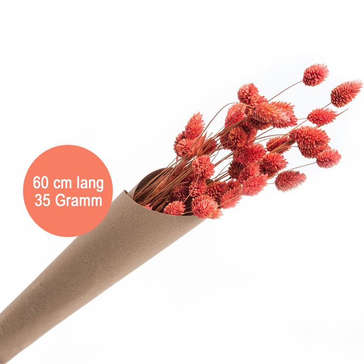 Getrocknetes Phalaris Kanariengras 60-64 cm lang Deko Hochzeit Blumen-Deko Getrocknetes Phalaris-Kanariengras verschiedene Farben 20g 64 cm lang Deko Hochzeit Geburtstag Blumen-Deko Garten-Party Vintage Blumengebinde Trockenfloristik Tisch-Deko Basteln