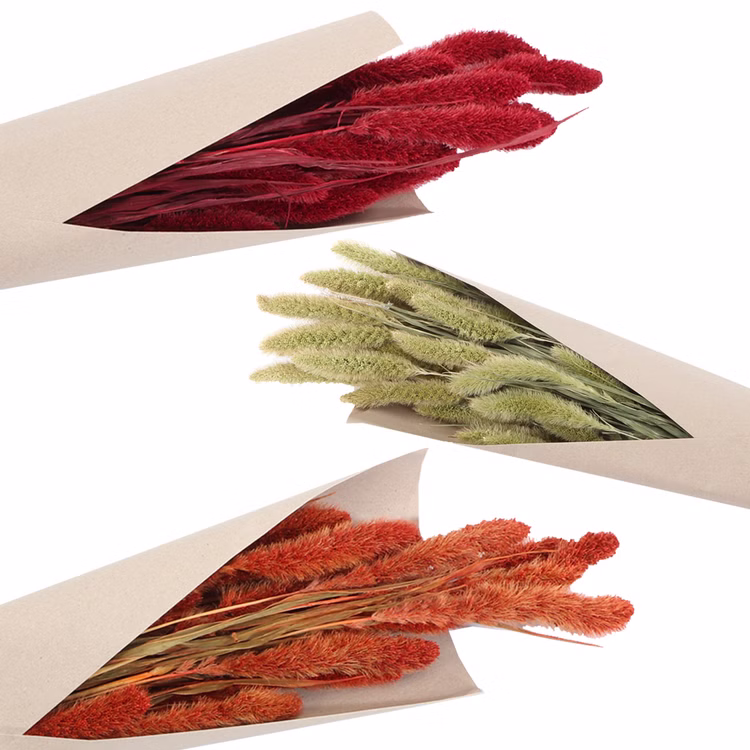 Setaria Trockenblumen Strauß Rot gebranntes Orange natürliches Grün 100g 74 cm Wohn-Deko Schilfgras Tisch-Deko Herbst Dekoration Wohn-Accessoires Blumenstrauß Basteln & Dekorieren Setaria Trockenblumen Strauß Rot gebranntes Orange natürliches Grün 100g 74 cm Wohn-Deko Schilfgras Tisch-Deko Herbst Dekoration Wohn-Accessoires Blumenstrauß Basteln & Dekorieren