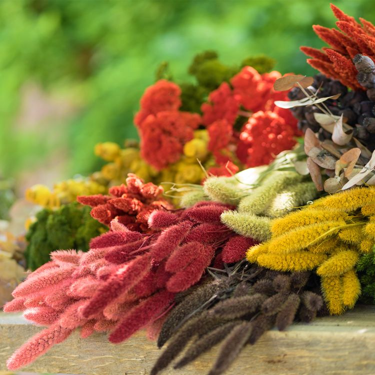 Setaria Trockenblumen Strauß 100g 74 cm Wohn-Deko Schilfgras  Tisch-Deko Setaria Trockenblumen Strauß Rot gebranntes Orange natürliches Grün 100g 74 cm Wohn-Deko Schilfgras Tisch-Deko Herbst Dekoration Wohn-Accessoires Blumenstrauß Basteln & Dekorieren