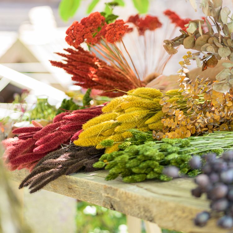 Setaria Trockenblumen Strauß 100g 74 cm Wohn-Deko Schilfgras  Tisch-Deko Setaria Trockenblumen Strauß Rot gebranntes Orange natürliches Grün 100g 74 cm Wohn-Deko Schilfgras Tisch-Deko Herbst Dekoration Wohn-Accessoires Blumenstrauß Basteln & Dekorieren
