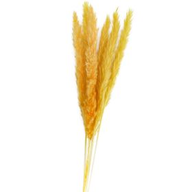 Getrocknetes Pampasgras Rot Gelb 6 Stück 65-75 cm lang Trockenblumen Deko Tisch-Deko Hochzeit Geburtstag Garten-Party Sommerfest Wohn-Accessoire Wohn-Deko Vasen-Deko Dekoideen