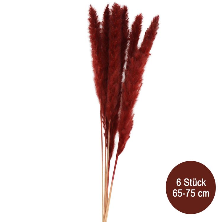 Getrocknetes Pampasgras Weiß - 40 Stück 50 Cm Natur Deko Boho Style