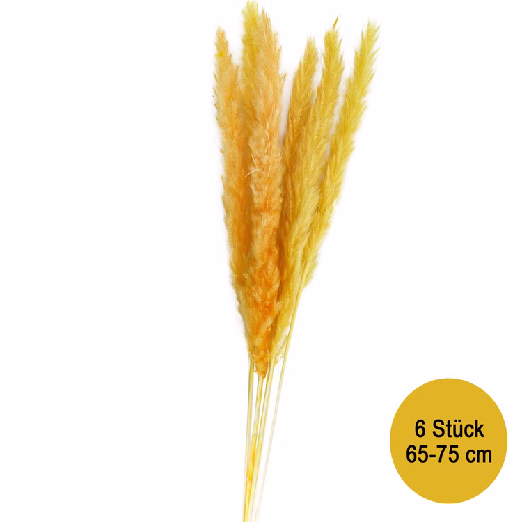 Getrocknetes Pampasgras Gelb 6 Stück 65-75 cm lang Trockenblumen Deko Tisch-Deko Hochzeit Geburtstag Garten-Party Sommerfest Wohn-Accessoire Wohn-Deko Vasen-Deko Dekoideen Getrocknetes Pampasgras Gelb 6 Stück 65-75 cm lang Trockenblumen Deko Tisch-Deko Hochzeit Geburtstag Garten-Party Sommerfest Wohn-Accessoire Wohn-Deko Vasen-Deko Dekoideen