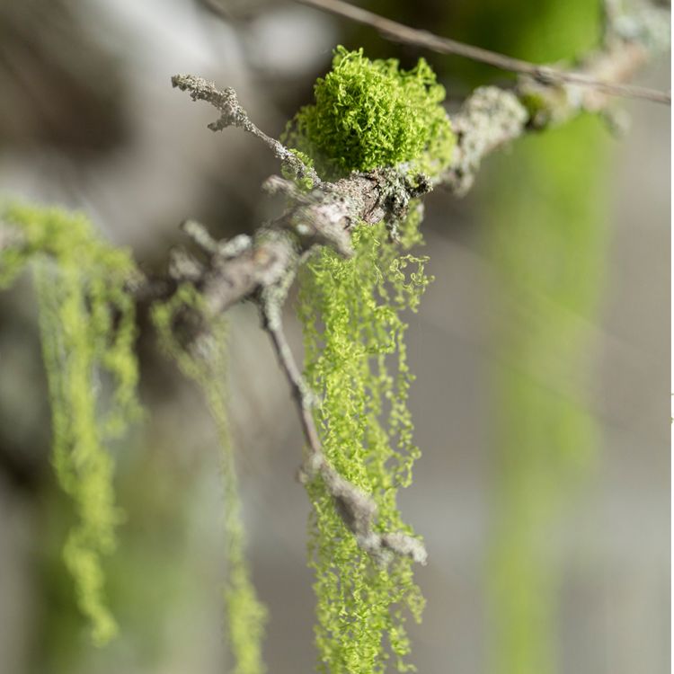 Moos grüner Polyester dehnbar in Moos-Optik 50 g zum Basteln und Dekorieren Beutel mit 50 Gramm grünem Polyester in Moosoptik zu Basteln und Dekorieren